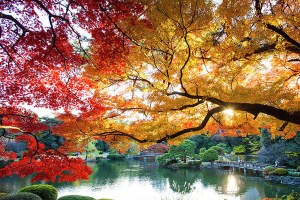 công viên Shinjuku Gyoen vào mùa thu