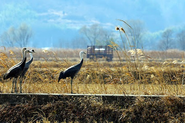 Công viên sinh thái Vịnh Suncheon
