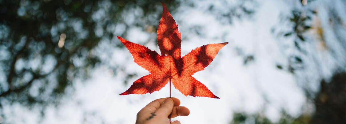 du học canada