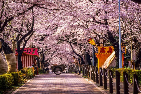 Du học Nhật BẢn l&agrave; cơ hội để kh&aacute;m ph&aacute; v&agrave; trải nghiệm văn h&oacute;a xứ Ph&ugrave; Tang