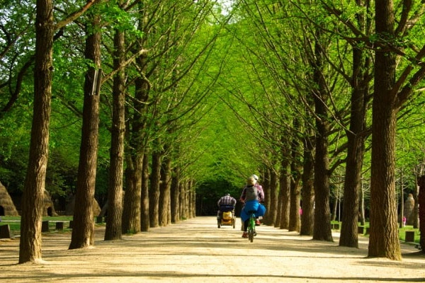 con đường Metawequoia