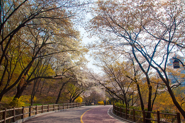 Đường tròn nổi tiếng của công viên Namsan