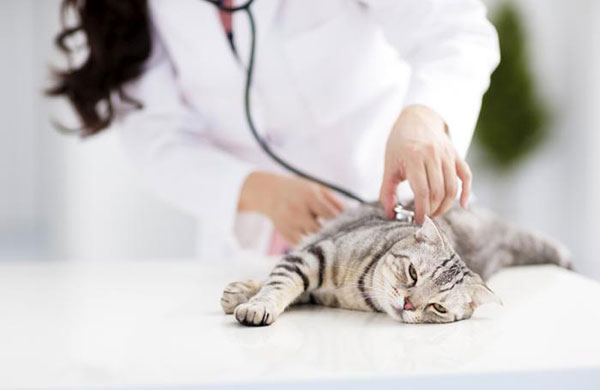 Du học Nhật Bản ngành Thú Y: Định hướng nghề nghiệp và cơ hội việc làm