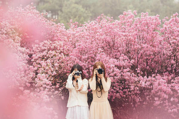 Ngắm hoa anh đào núi Chundeok