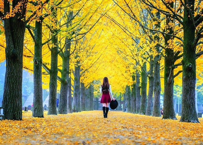 Khám phá mùa thu Hàn Quốc