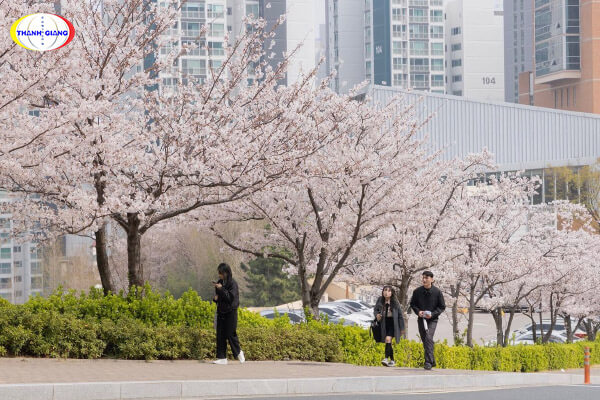 Một số đặc điểm nổi bật về trường Đại học Kyungsung Một số đặc điểm nổi bật về trường Đại học Kyungsung