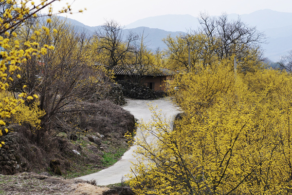 Ngắm hoa sansuyu nở rộ tại Làng Icheon Sansuyu
