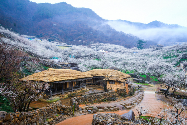 Làng Maewha