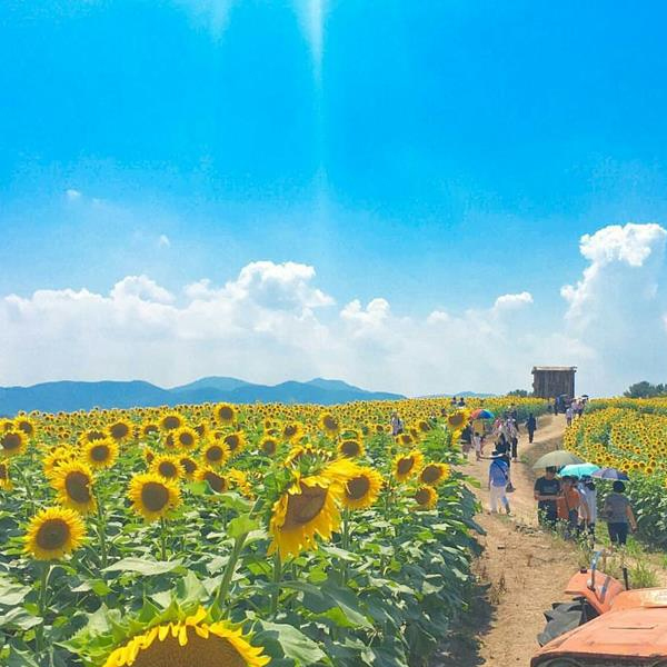 lễ hội hoa hướng dương Taebaek lễ hội hoa hướng dương Taebaek