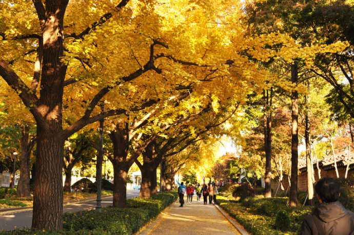 mua thu tại h&agrave;n quốc