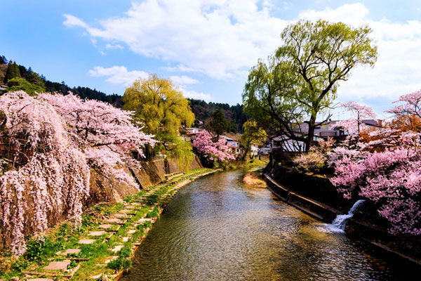 Khám phá vẻ đẹp thiên nhiên mùa xuân của Nhật Bản qua bức ảnh tuyệt đẹp này! Với những thắm tím phủ trắng cả một ngọn núi hay những cánh hoa anh đào rực rỡ trên đường phố, bạn sẽ cảm thấy như đang bước vào một thế giới tuyệt vời của sắc màu và tình yêu thiên nhiên.