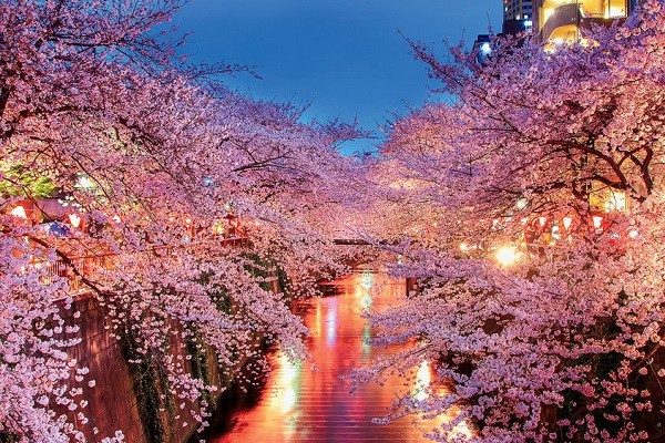 Sông Meguro quận Nakameguro