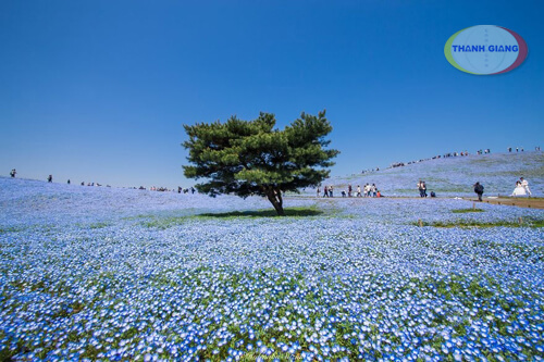 rừng hoa mắt xanh nở rộ