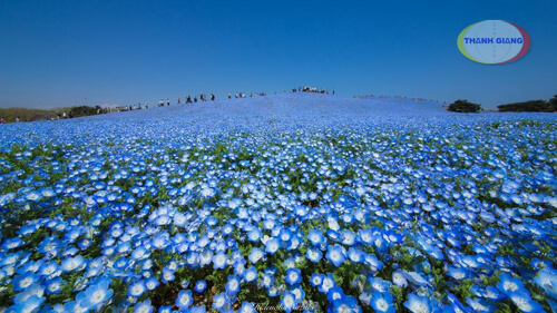 rừng hoa mắt xanh
