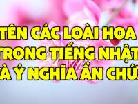 Tên các loài hoa trong tiếng Nhật và ý nghĩa ẩn chứa bên trong