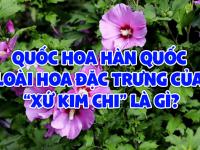 Quốc hoa Hàn Quốc – Loài hoa đặc trưng của “xứ kim chi” là gì?