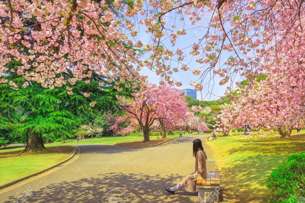 Vườn quốc gia Shinjuku Gyoen địa điểm tuyệt vời để ngắm hóa anh đào