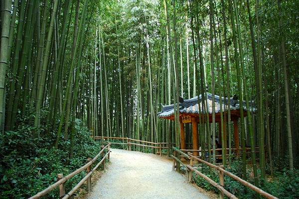 Damyang – Vườn tre Juknokwon