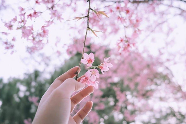 Hoa anh đào
