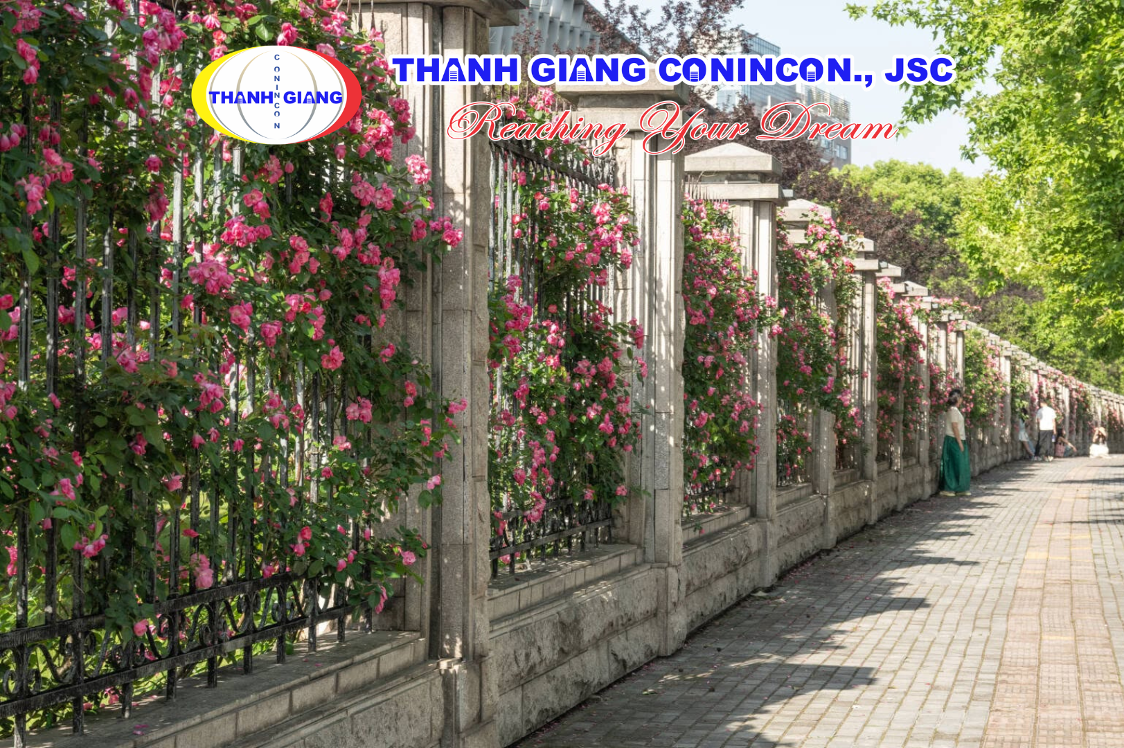 Bức tường hoa hồng nở rộ bên hàng rào Đại học Sư phạm Chiết Giang
