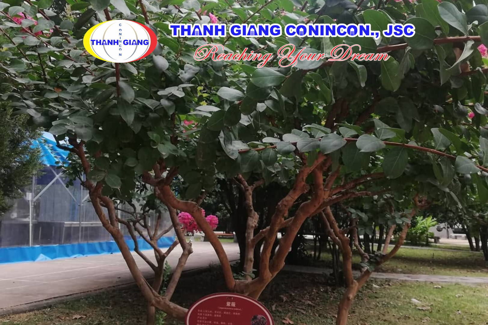 Cây hoa tử vi trong khuôn viên Đại học Giao thông Tây An