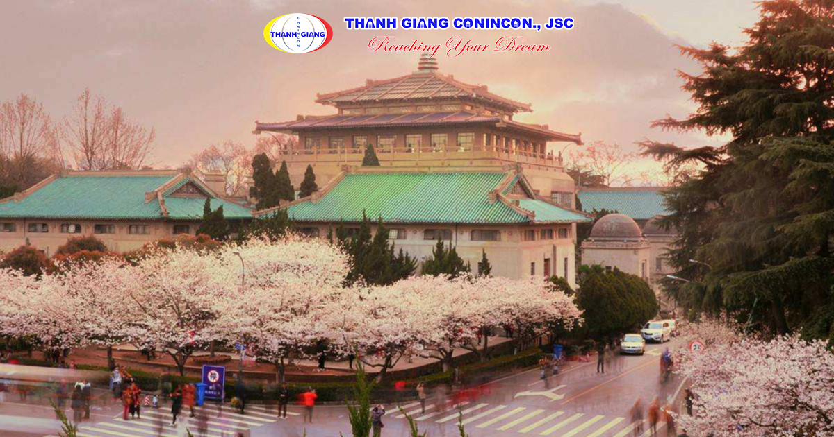 Hoa anh đào nở trong khuôn viên Đại học Vũ Hán vào mùa xuân