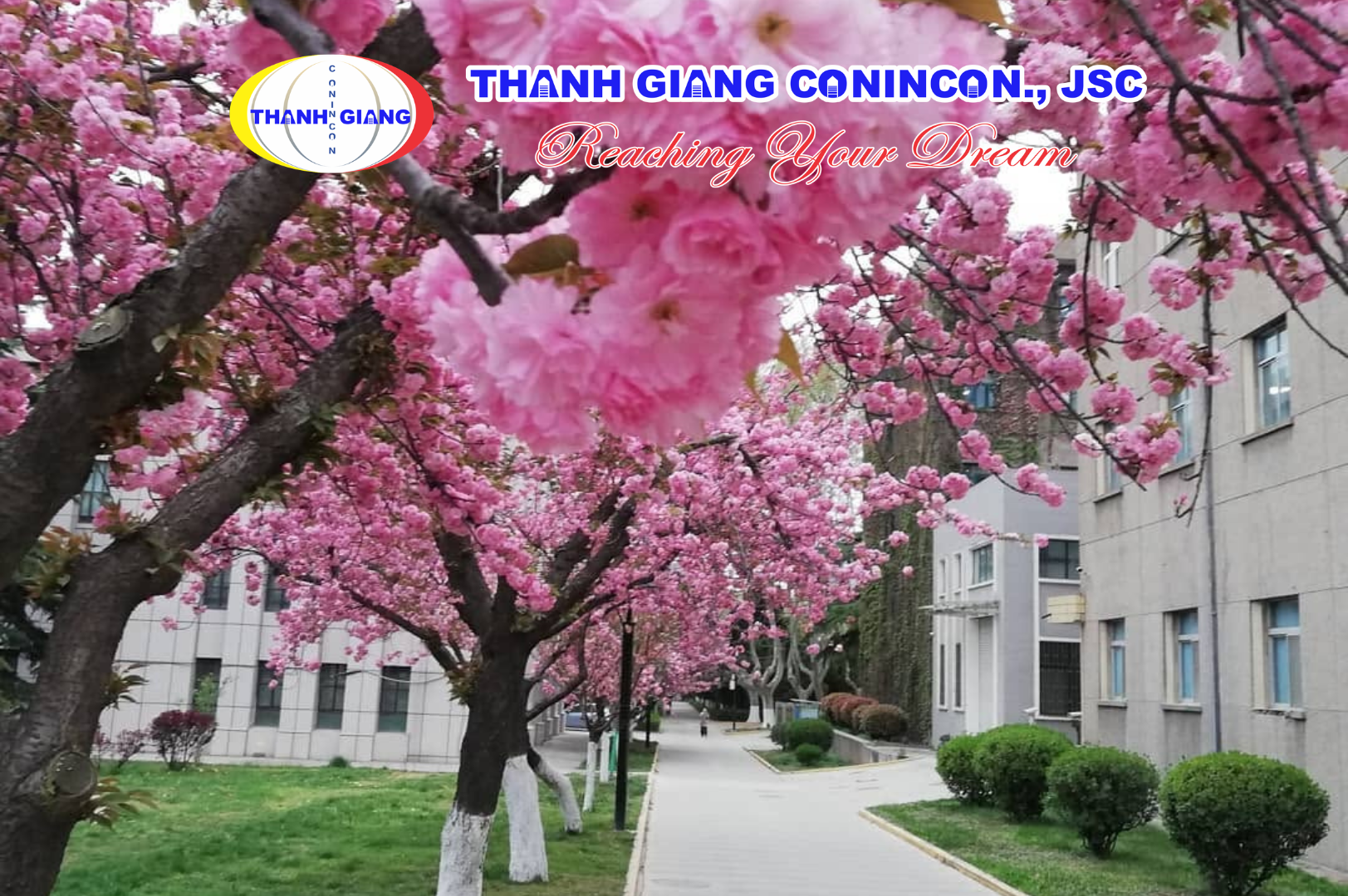 Mùa hoa anh đào nở trong khuôn viên Đại học Giao thông Tây An