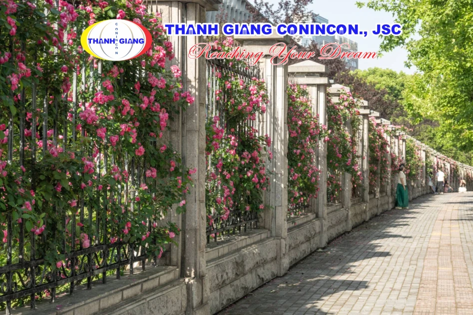 Bức tường hoa hồng nở rộ bên hàng rào Đại học Sư phạm Chiết Giang